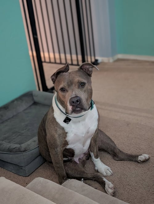 IZZY (PREV. MARLEY) - Pit Bull Terrier / American Bulldog available for adoption