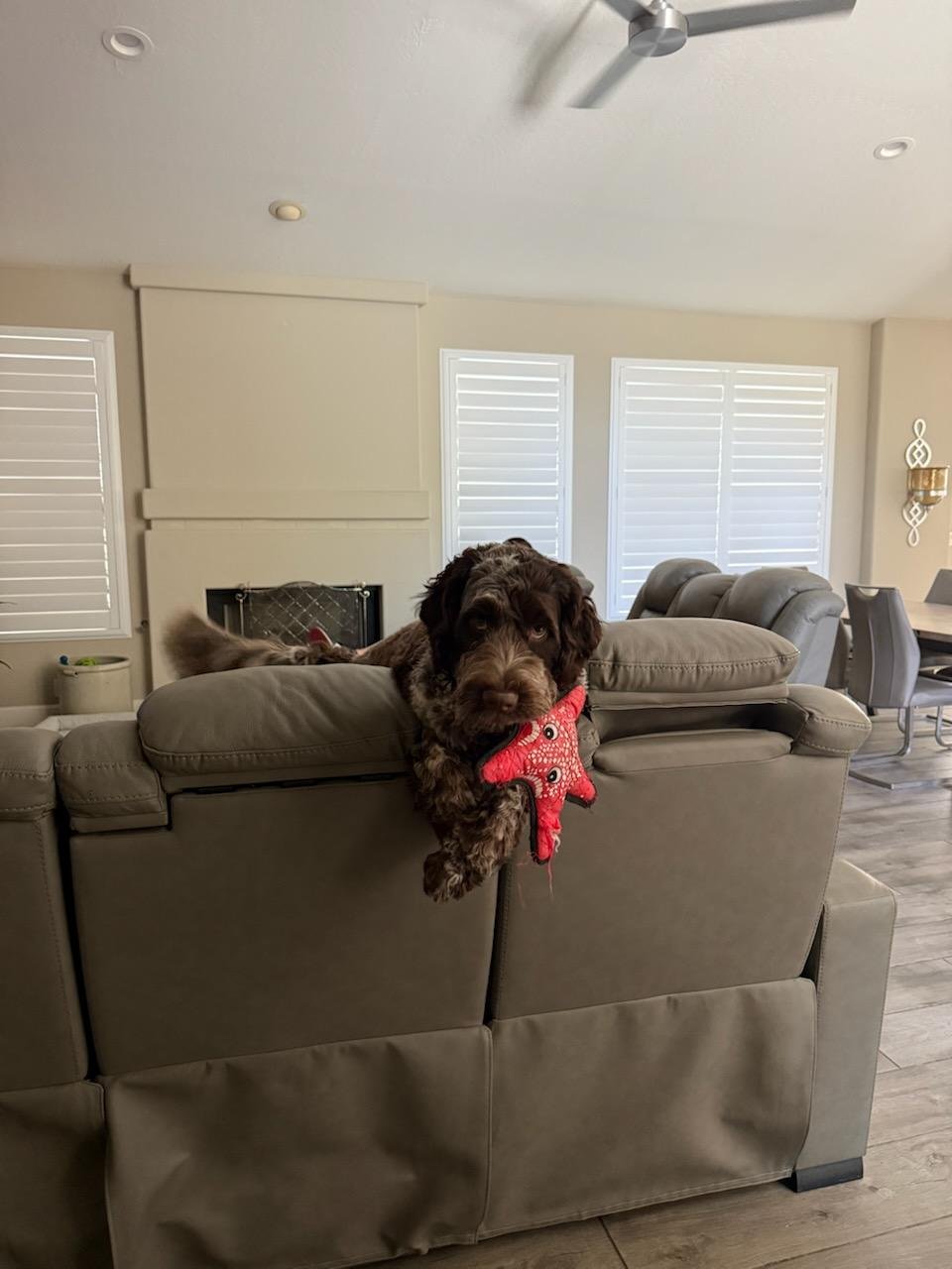 BEAR #20 - Portuguese Water Dog available for adoption