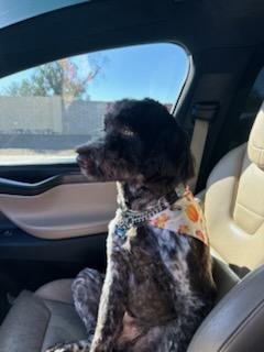 BEAR #20 - Portuguese Water Dog available for adoption