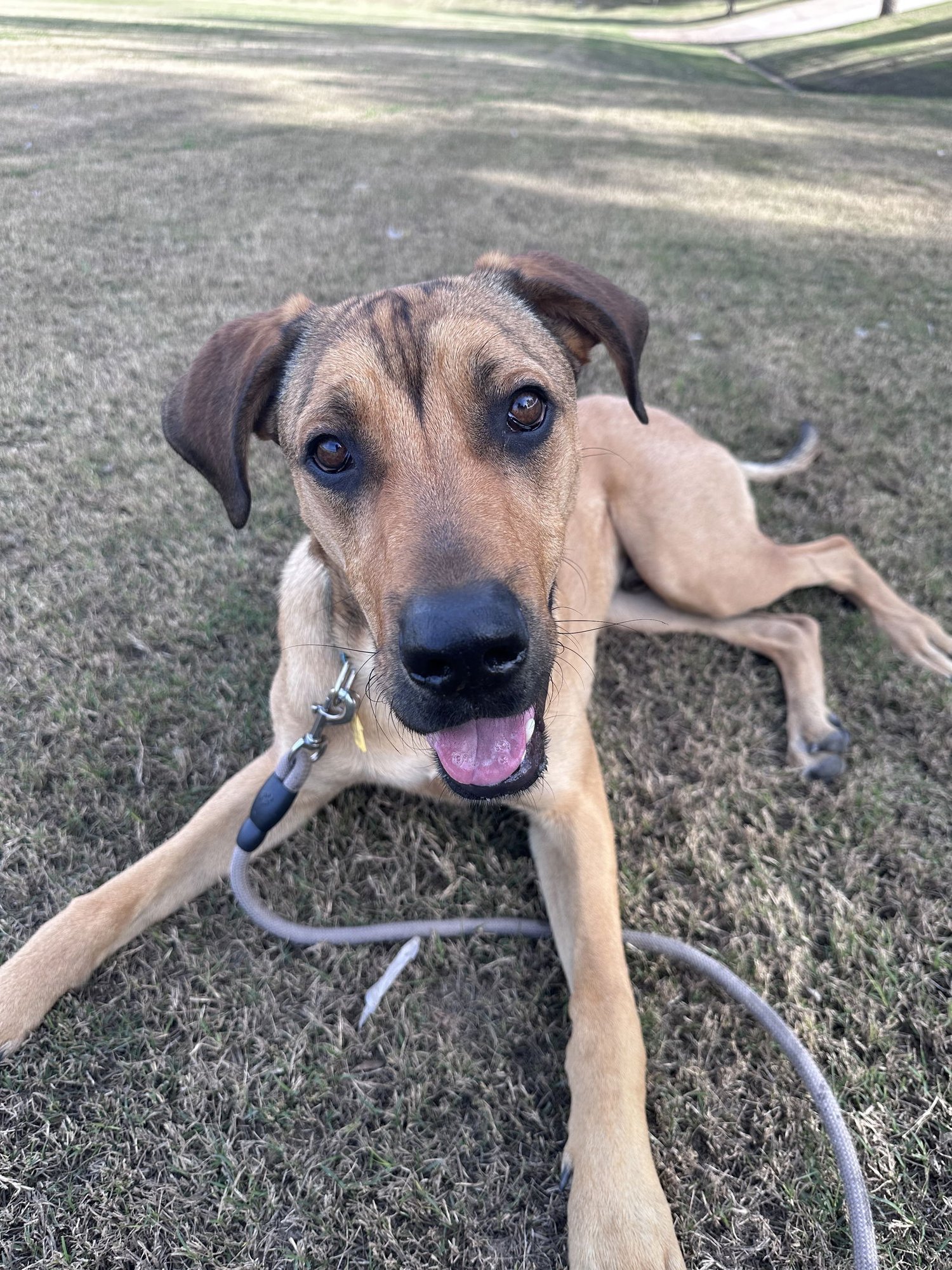 MOOSE #3 - Great Dane available for adoption