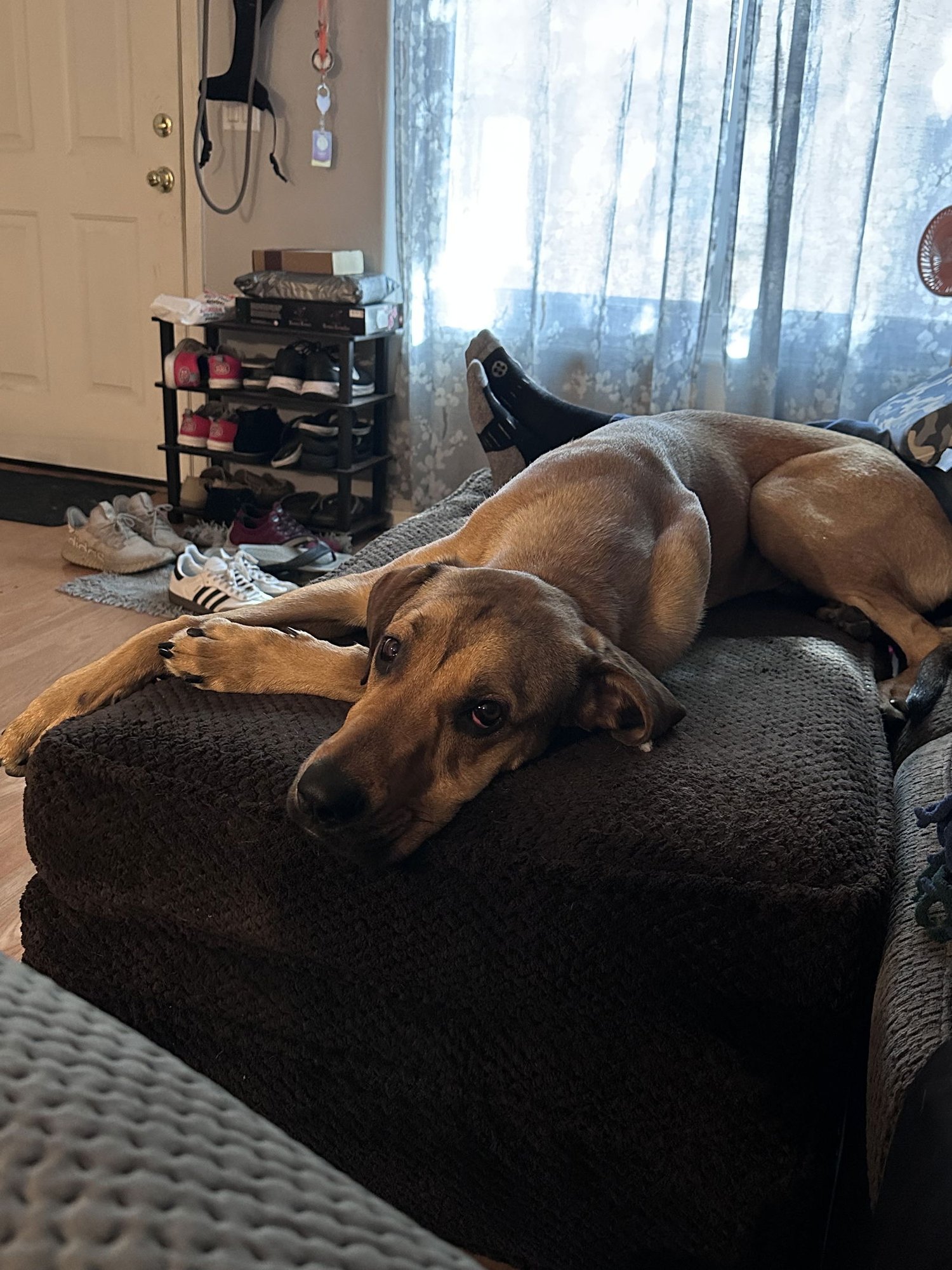 MOOSE #3 - Great Dane available for adoption