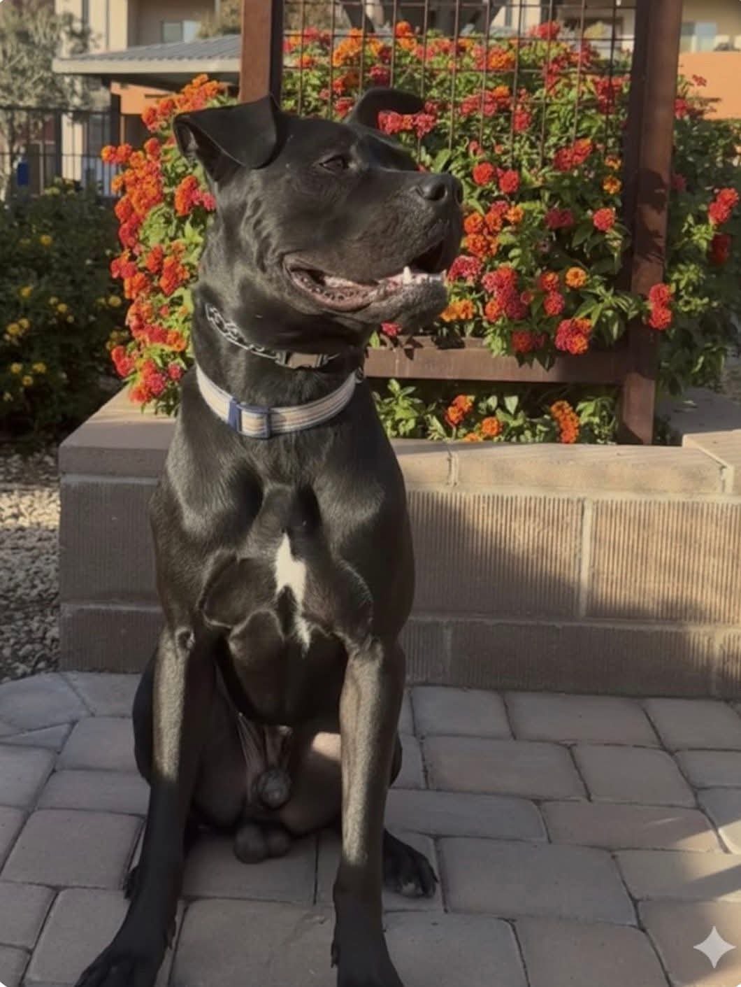 ONYX - Cane Corso Mastiff / Pit Bull Terrier available for adoption