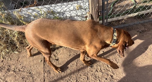 DUKE #29 - Redbone Coonhound available for adoption