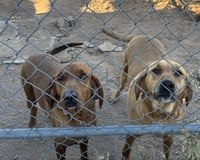 DUKE #29 - Photo 3