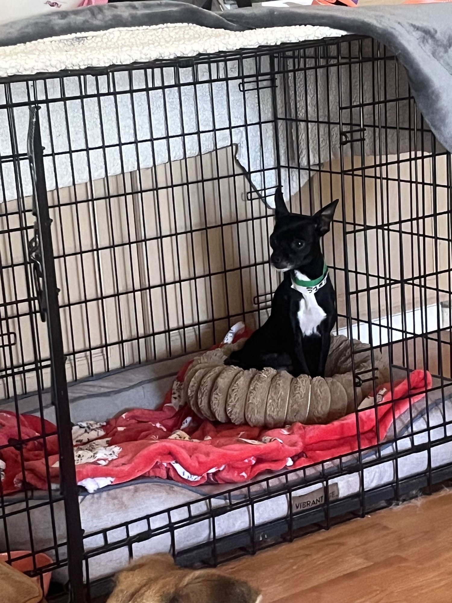 BINKY - Chihuahua available for adoption