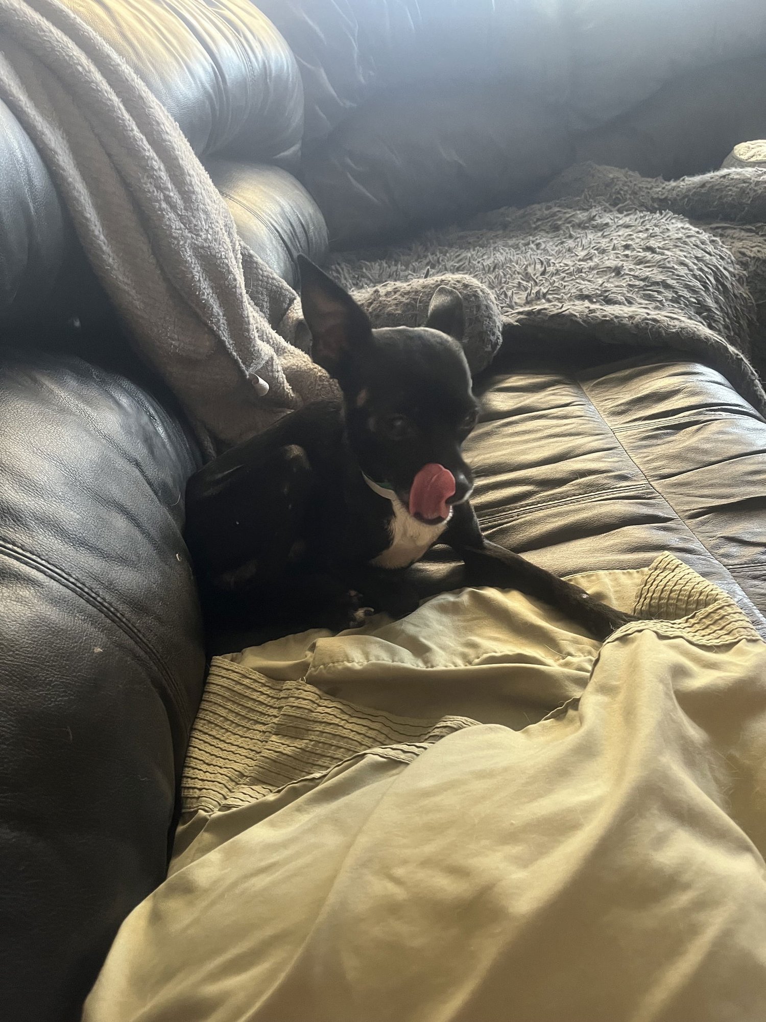 BINKY - Chihuahua available for adoption