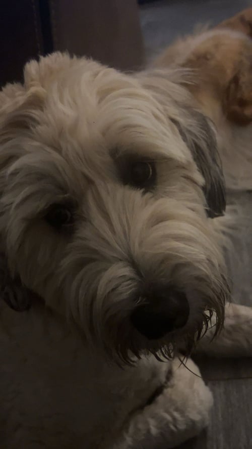 ASH #4 - Soft-Coated Wheaten Terrier available for adoption
