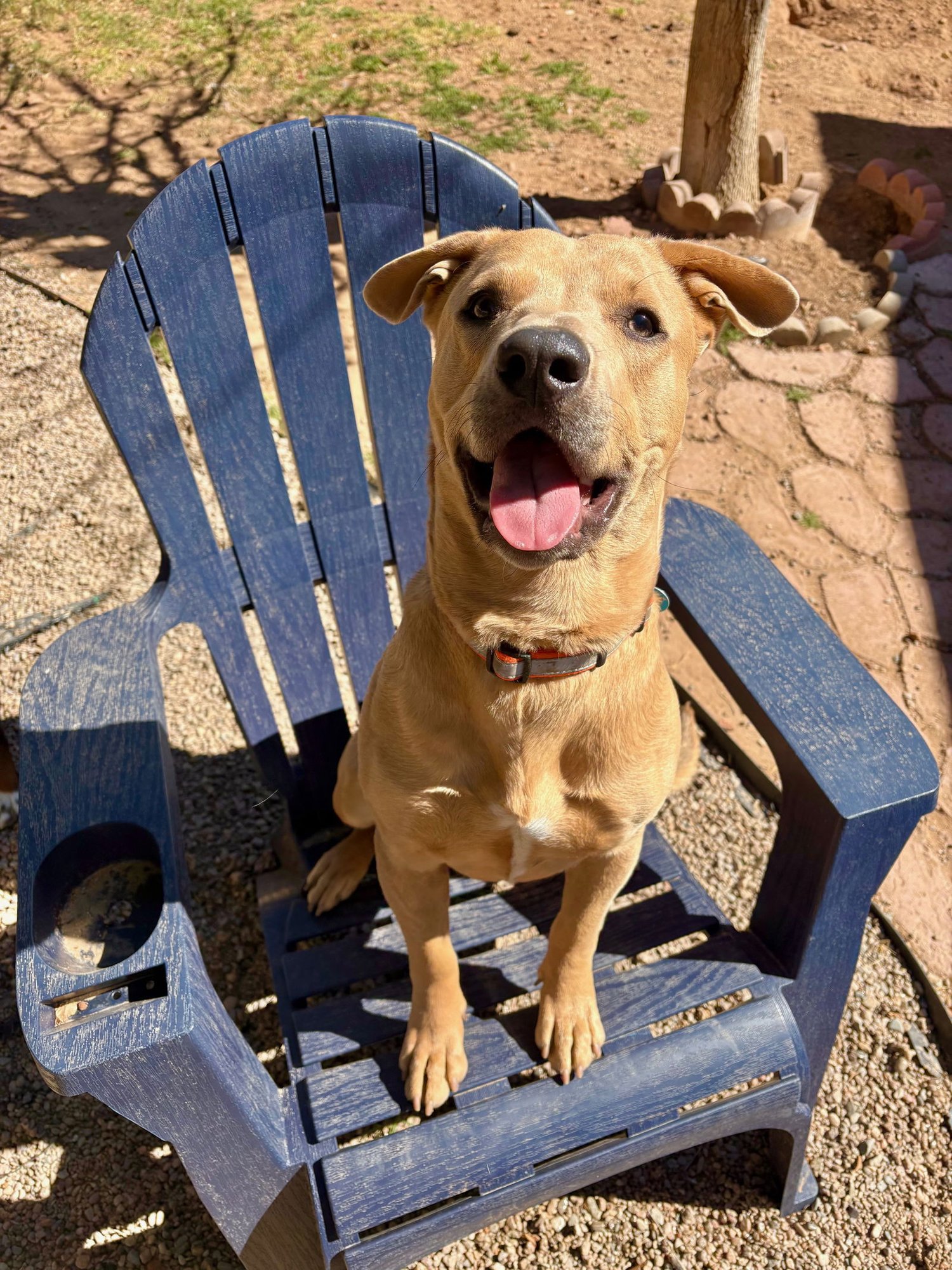 CANE - Labrador Retriever / American Pit Bull Terrier available for adoption