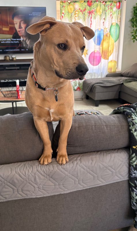 CANE - Labrador Retriever / American Pit Bull Terrier available for adoption