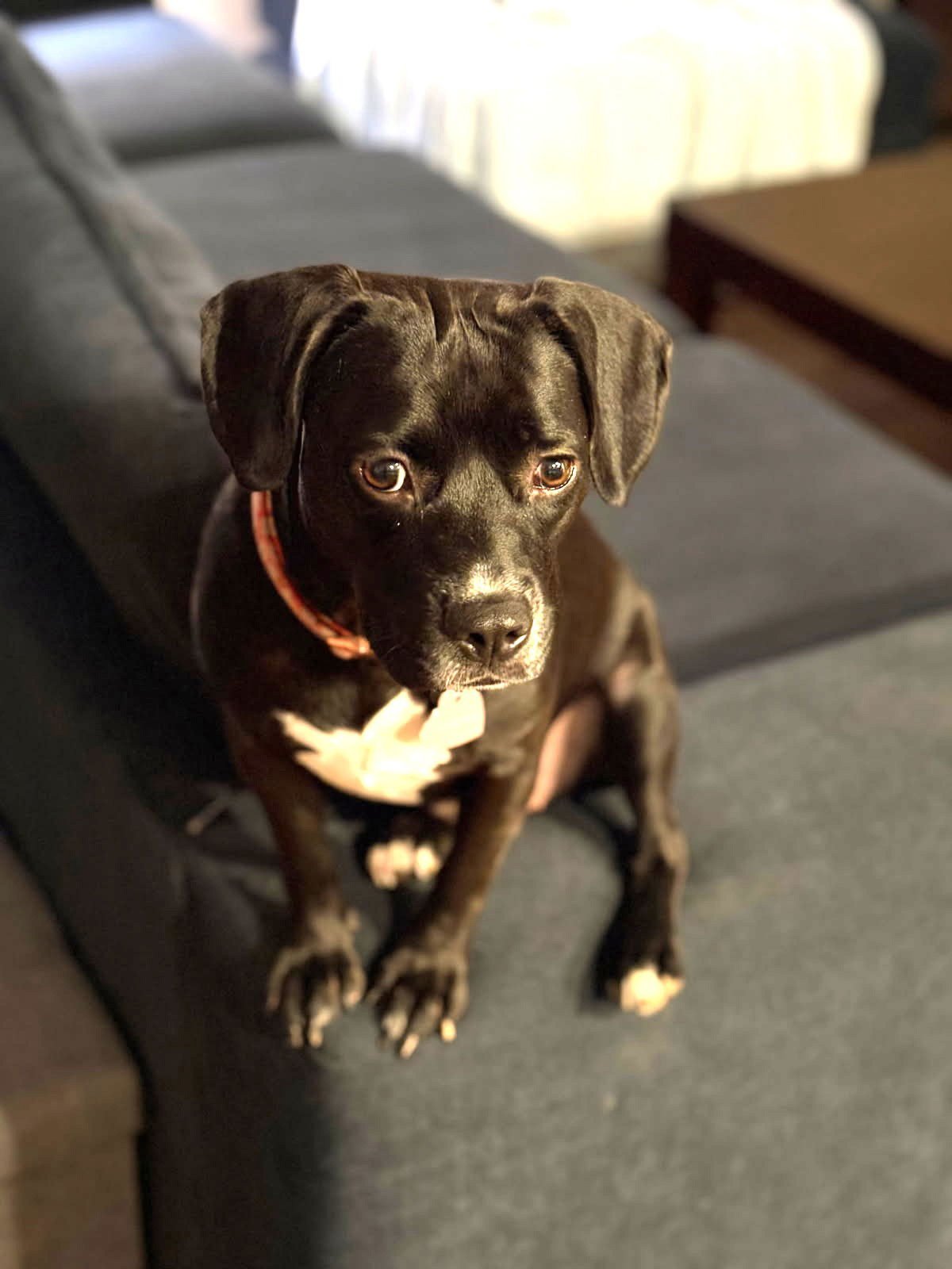 SAMANTHA - Beagle / Pug available for adoption