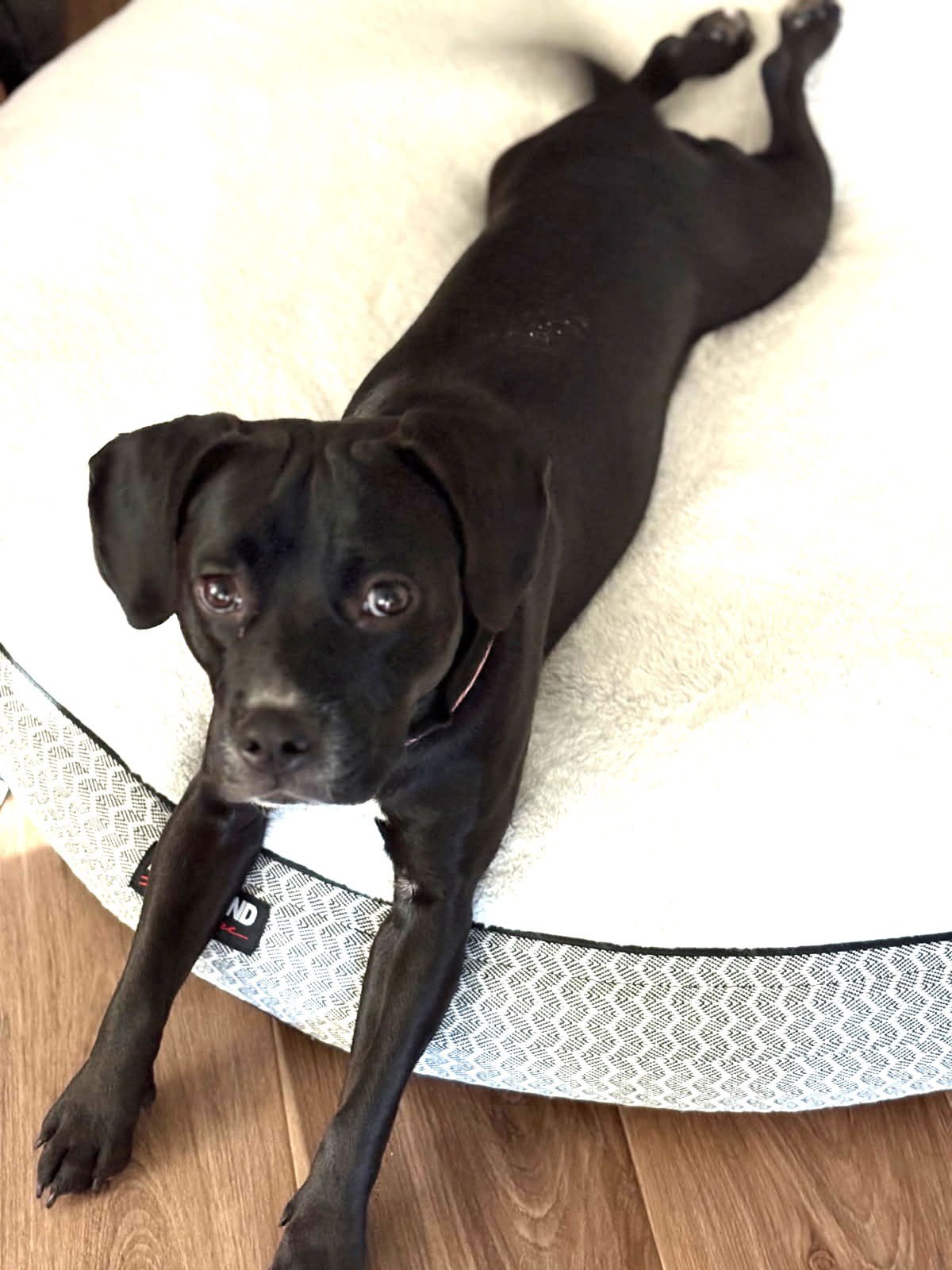 SAMANTHA - Beagle / Pug available for adoption