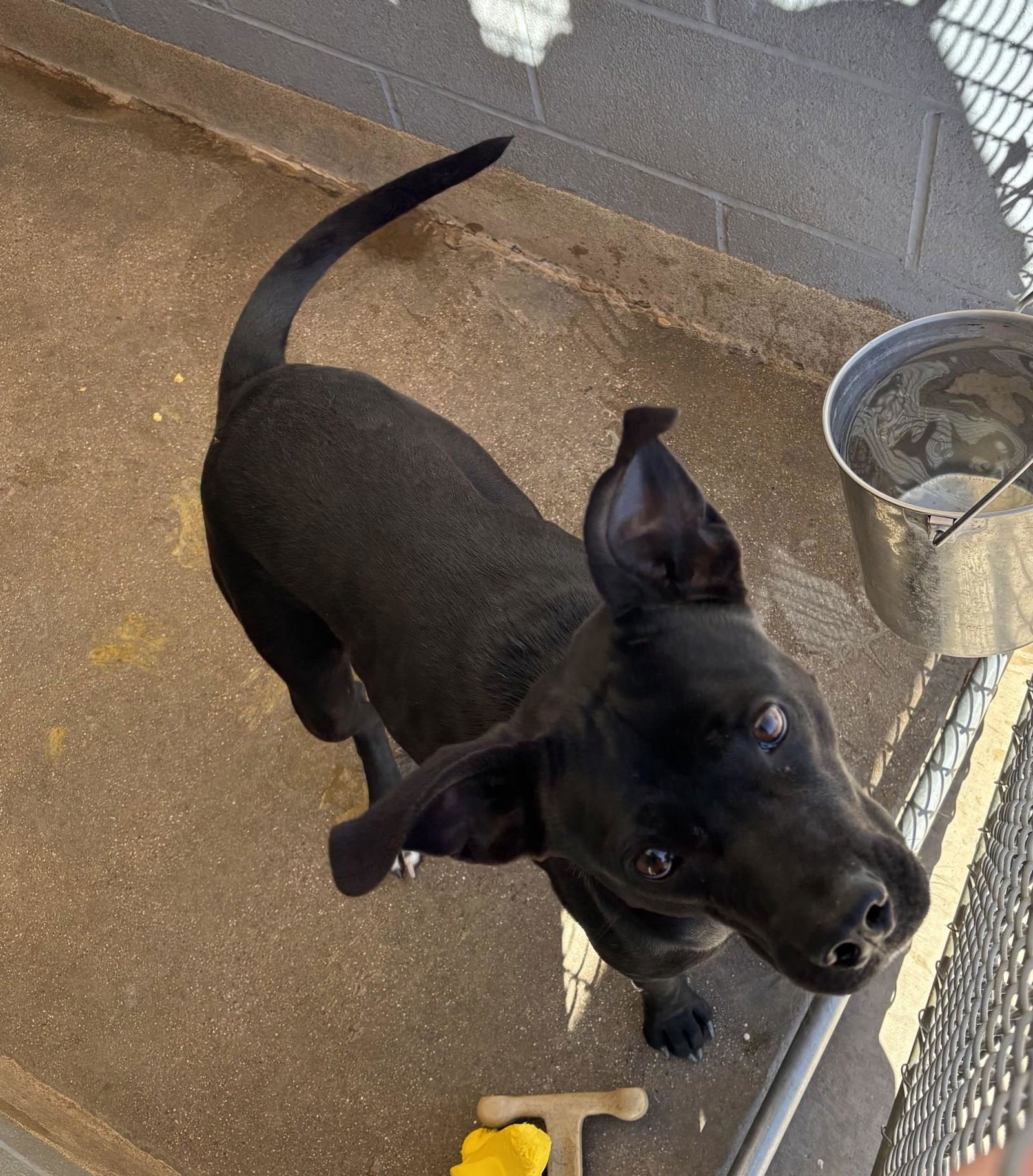 KAHLUA #3 - Labrador Retriever / American Pit Bull Terrier available for adoption