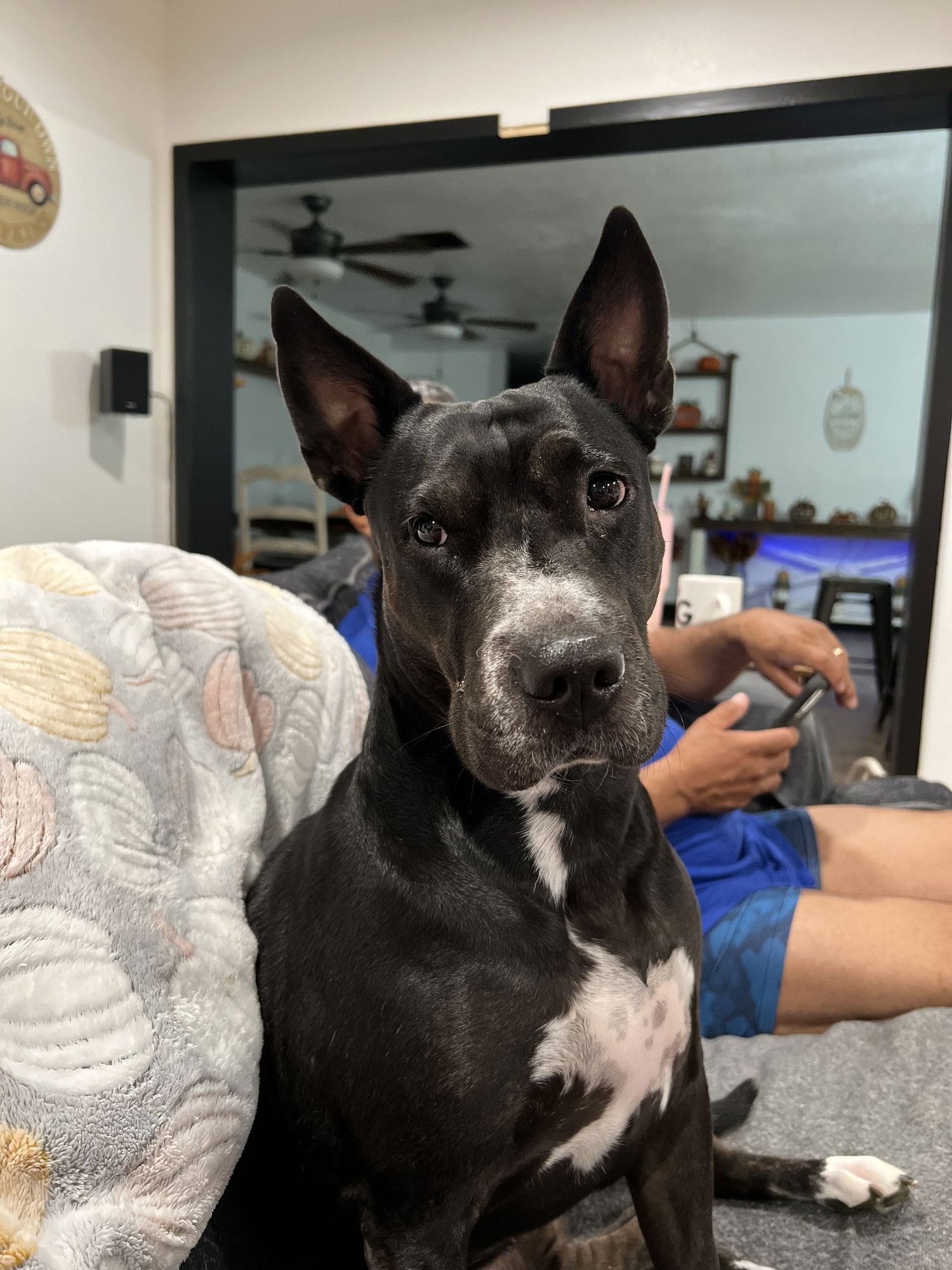 DAISY #26 - Pit Bull Terrier / Black Labrador Retriever available for adoption