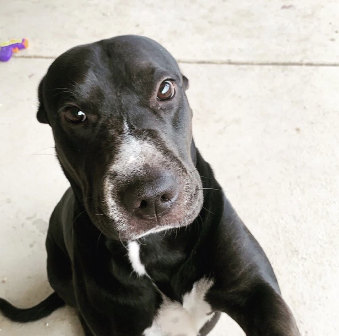 DAISY #26 - Pit Bull Terrier / Black Labrador Retriever available for adoption