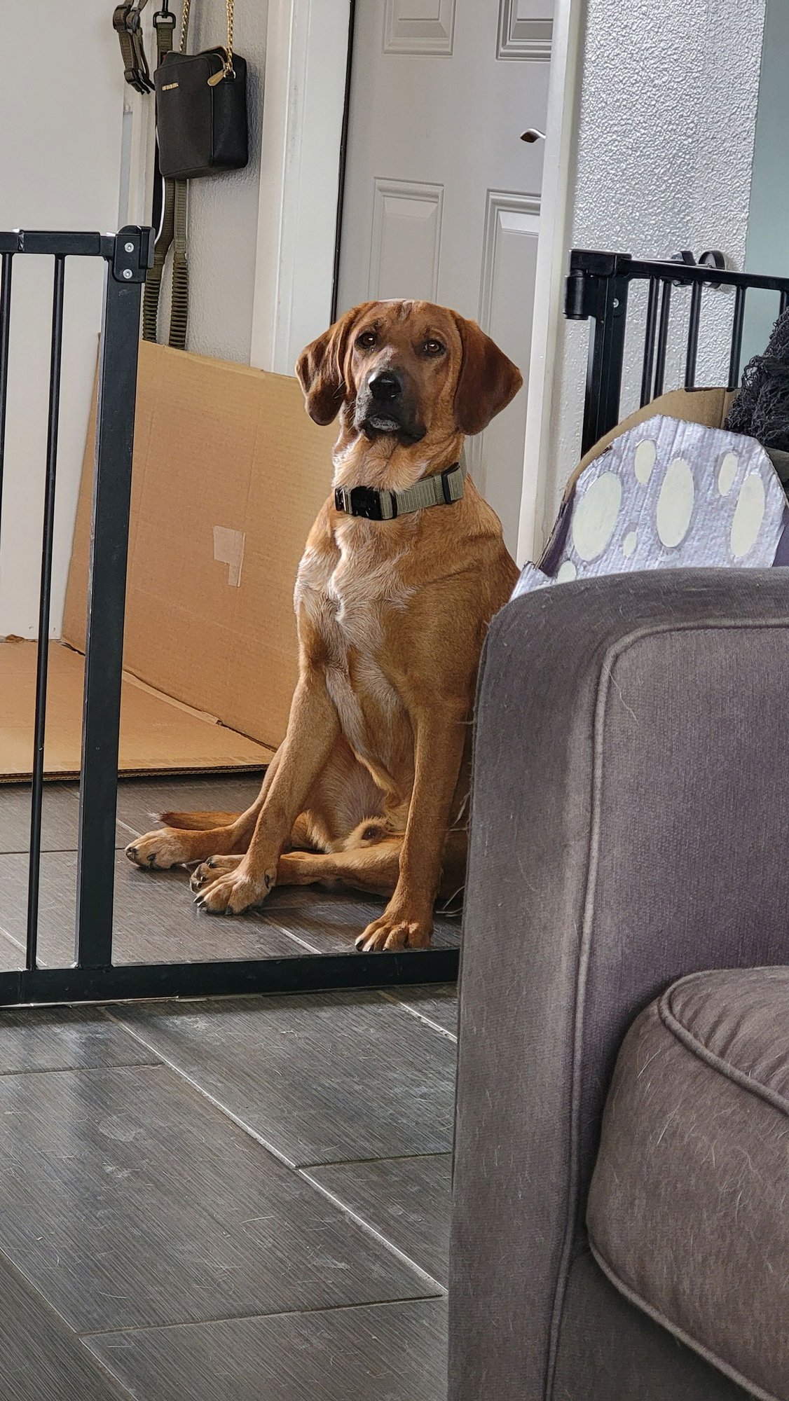 BODIE BOIGUE - Bloodhound / Red Heeler available for adoption