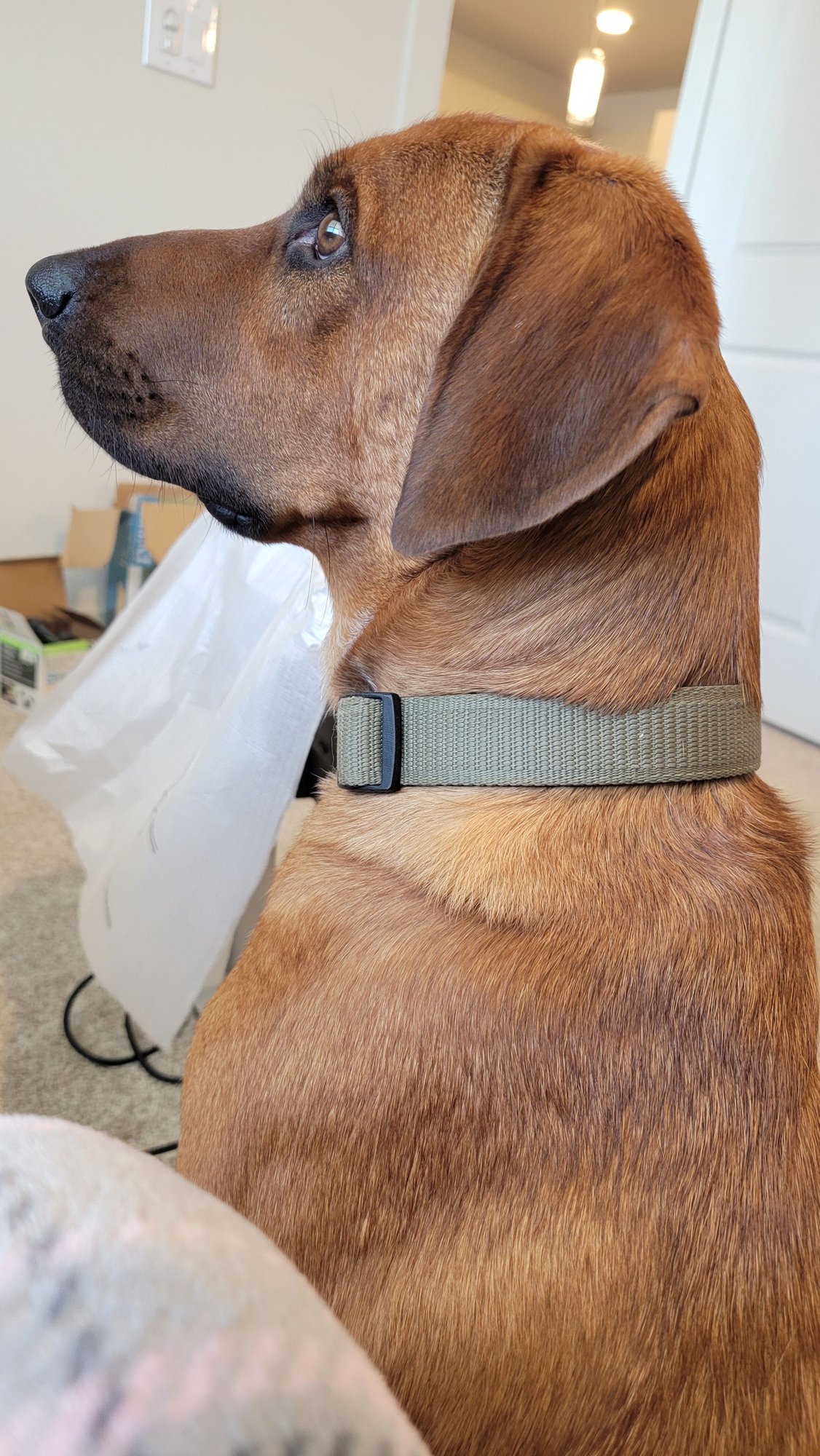 BODIE BOIGUE - Bloodhound / Red Heeler available for adoption