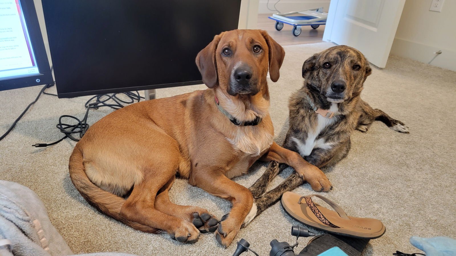 BODIE BOIGUE - Photo 3