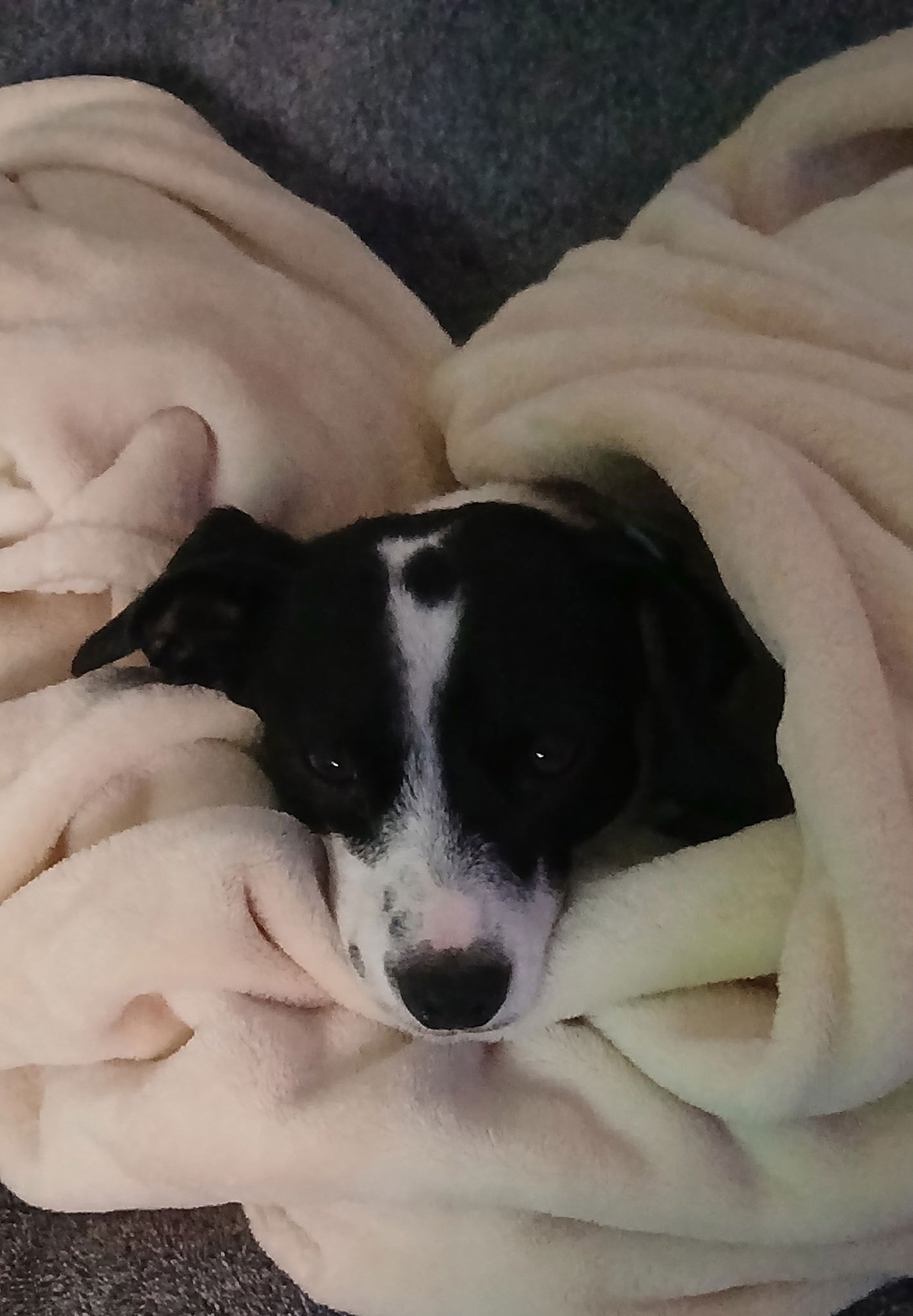 GLENN - Parson Russell Terrier available for adoption