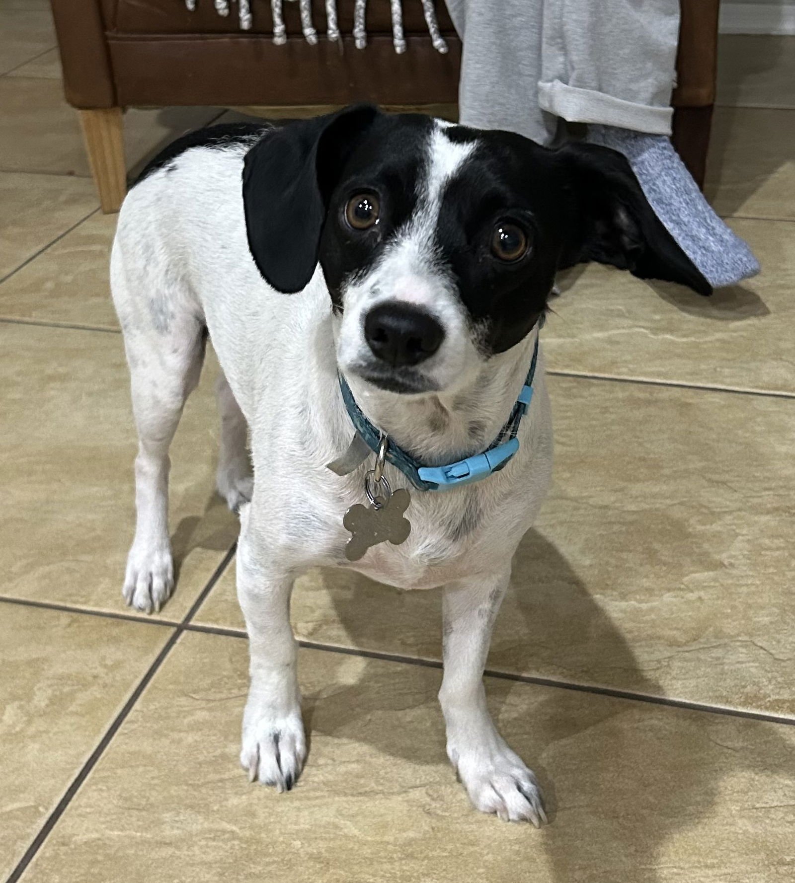 GLENN - Parson Russell Terrier available for adoption