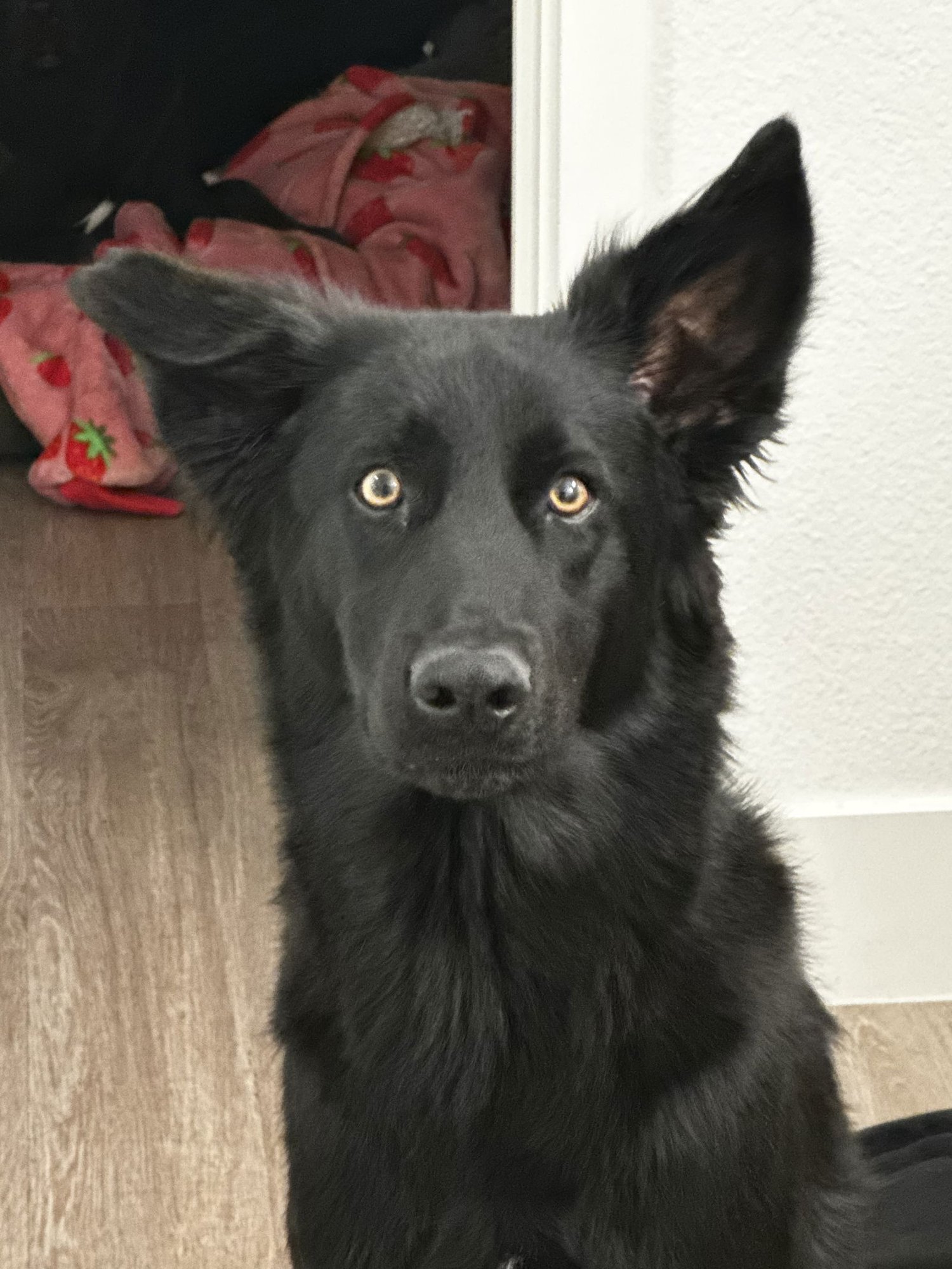 CHOMP - Shepherd / Collie available for adoption