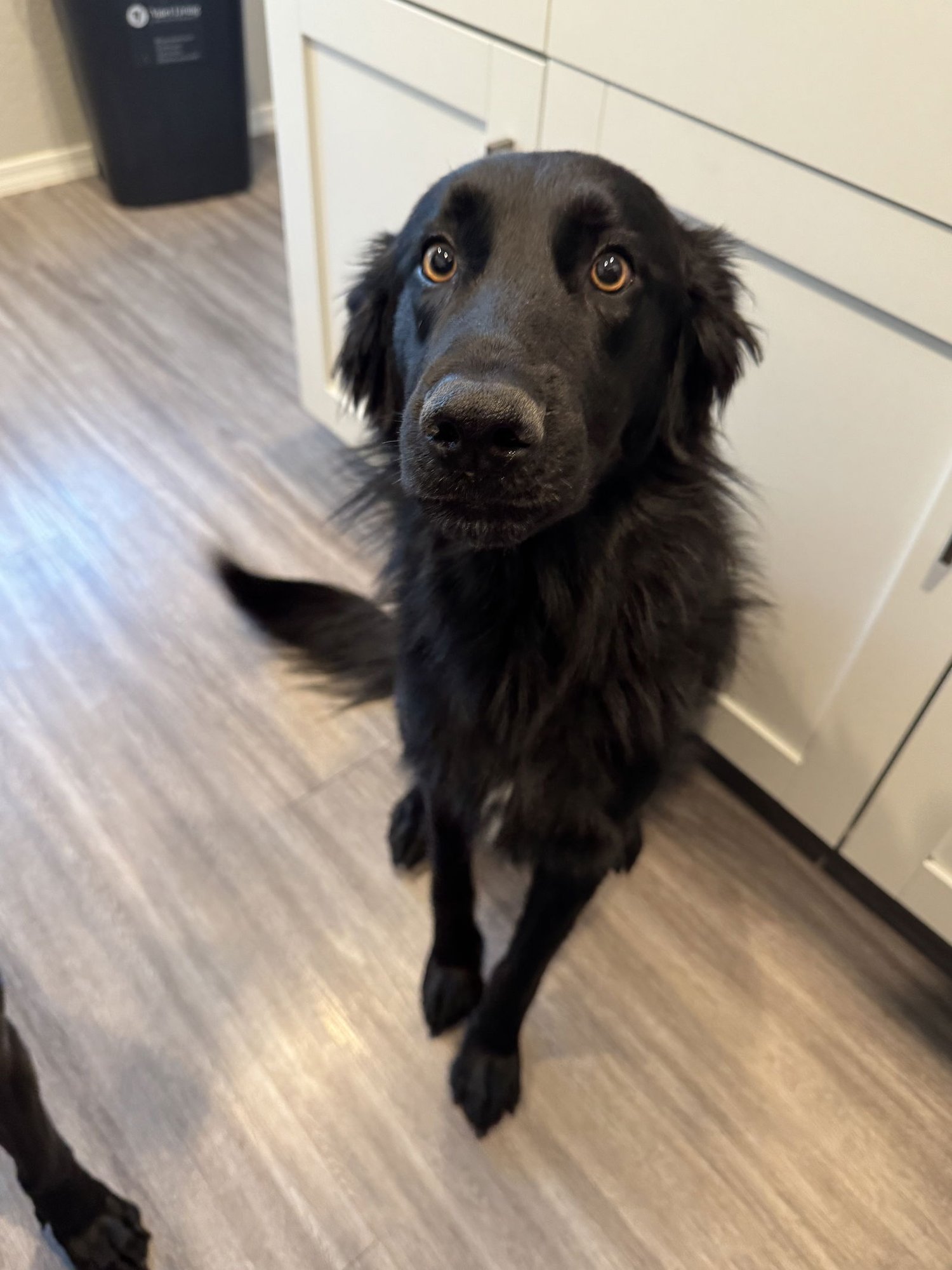 CHOMP - Shepherd / Collie available for adoption