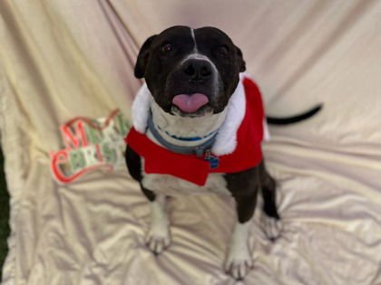 BRAZO - American Pit Bull Terrier available for adoption