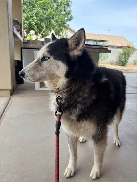 MOLLY #13 - Husky available for adoption