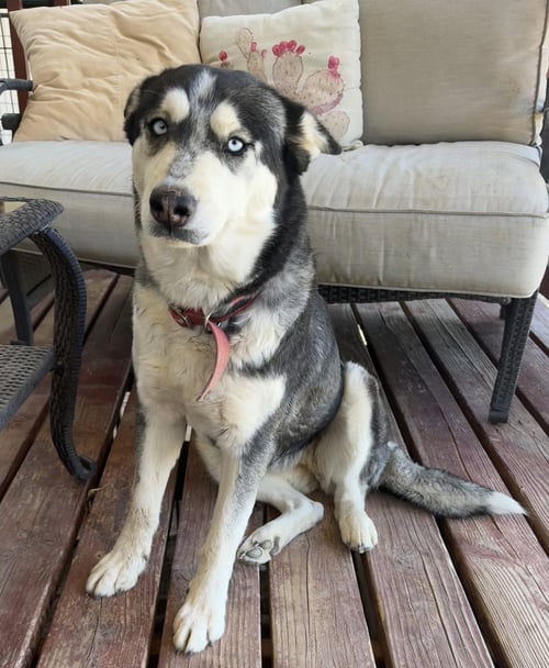 DAISY #28 - Husky available for adoption