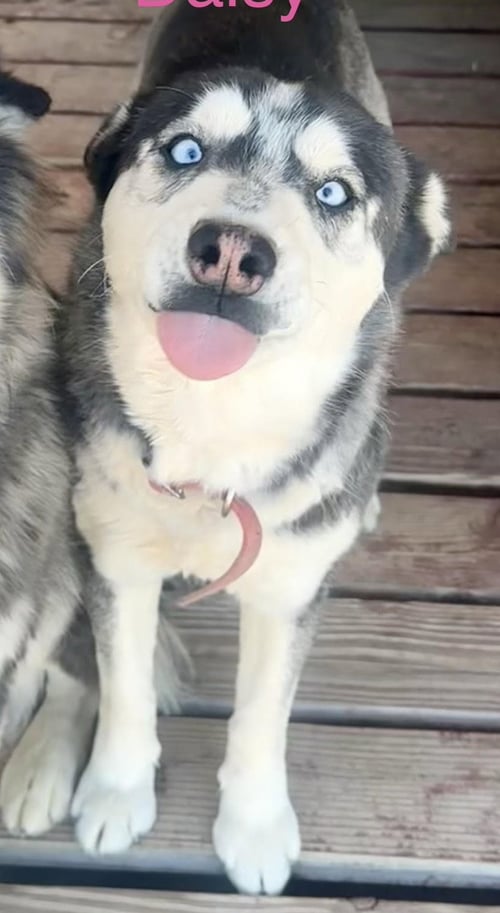 DAISY #28 - Husky available for adoption
