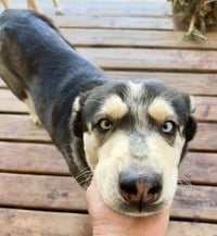 DAISY #28 - Photo 4