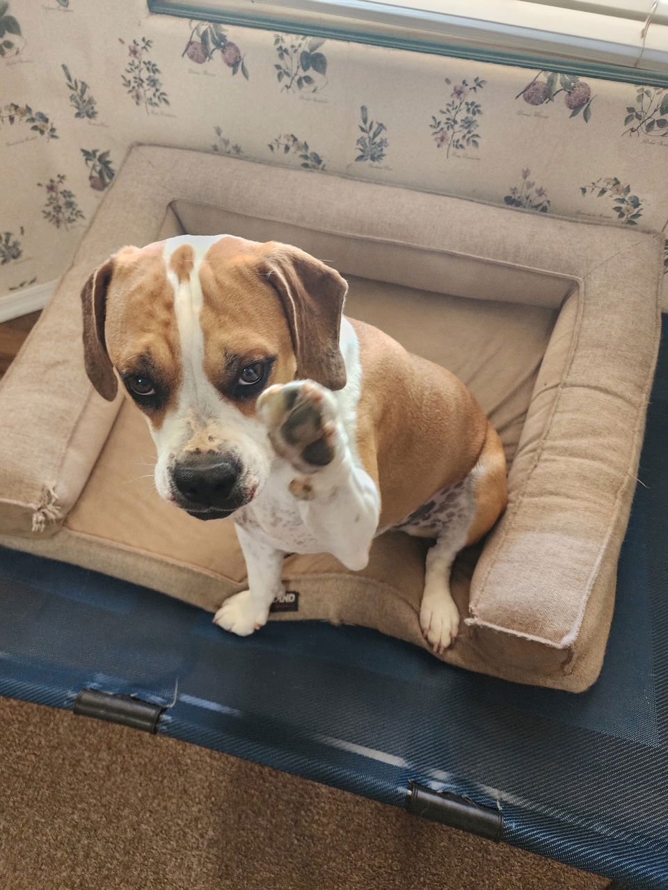 MAYBEL - Beagle / Pit Bull Terrier available for adoption