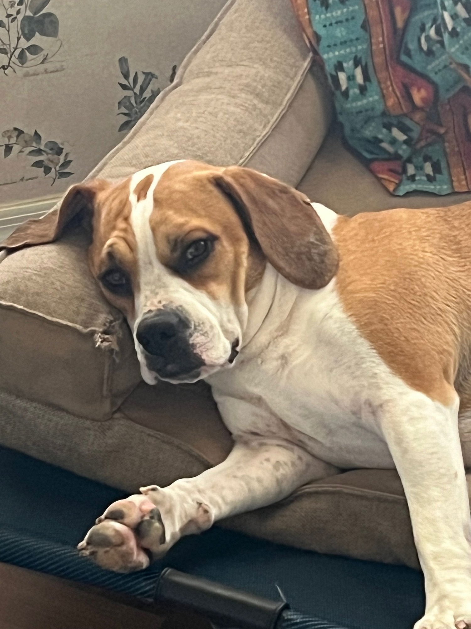 MAYBEL - Beagle / Pit Bull Terrier available for adoption