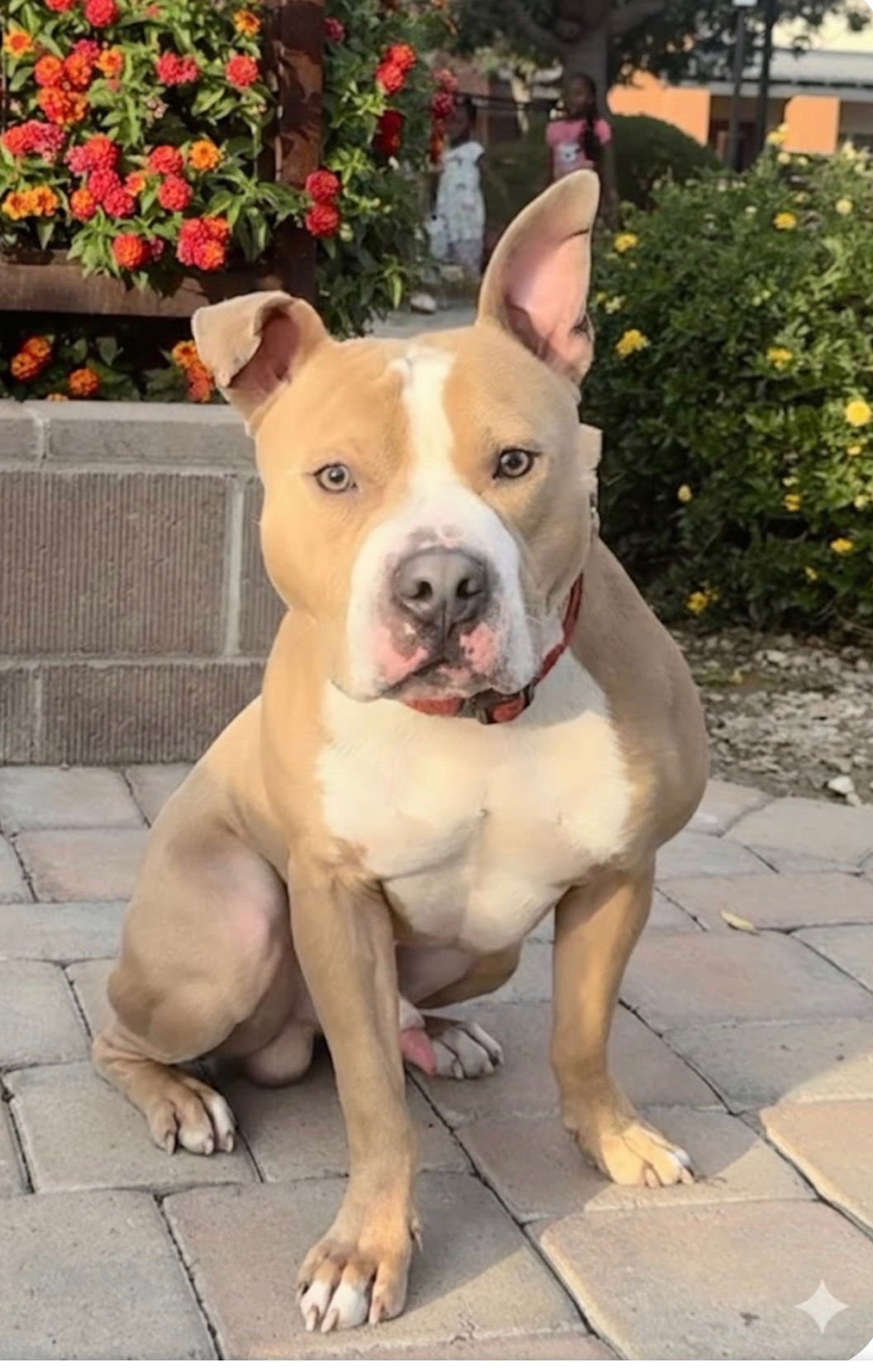 SPOT - Pit Bull Terrier available for adoption