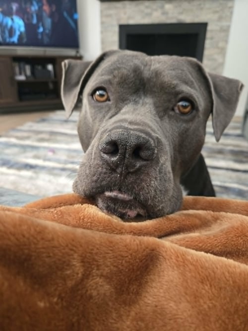 CRUMPET - Pit Bull Terrier available for adoption