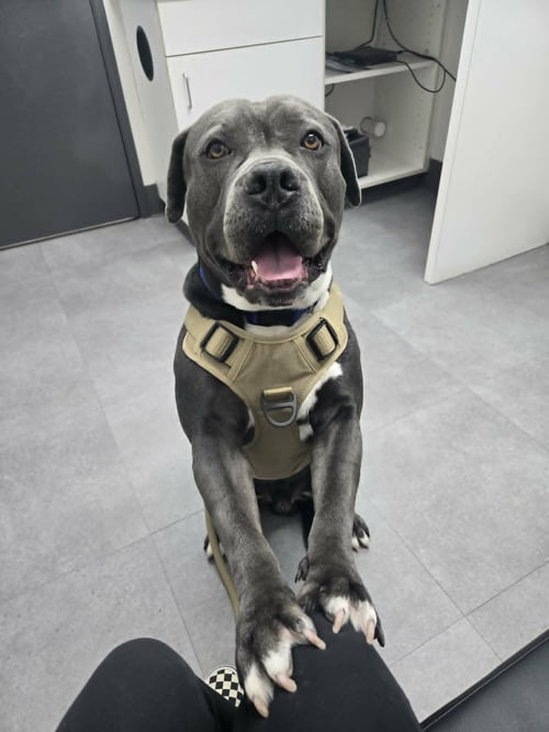CRUMPET - Pit Bull Terrier available for adoption