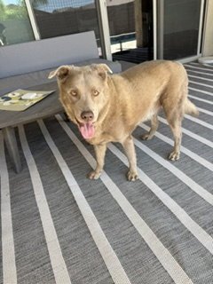 GREG #3 - Labrador Retriever / Cattle Dog available for adoption
