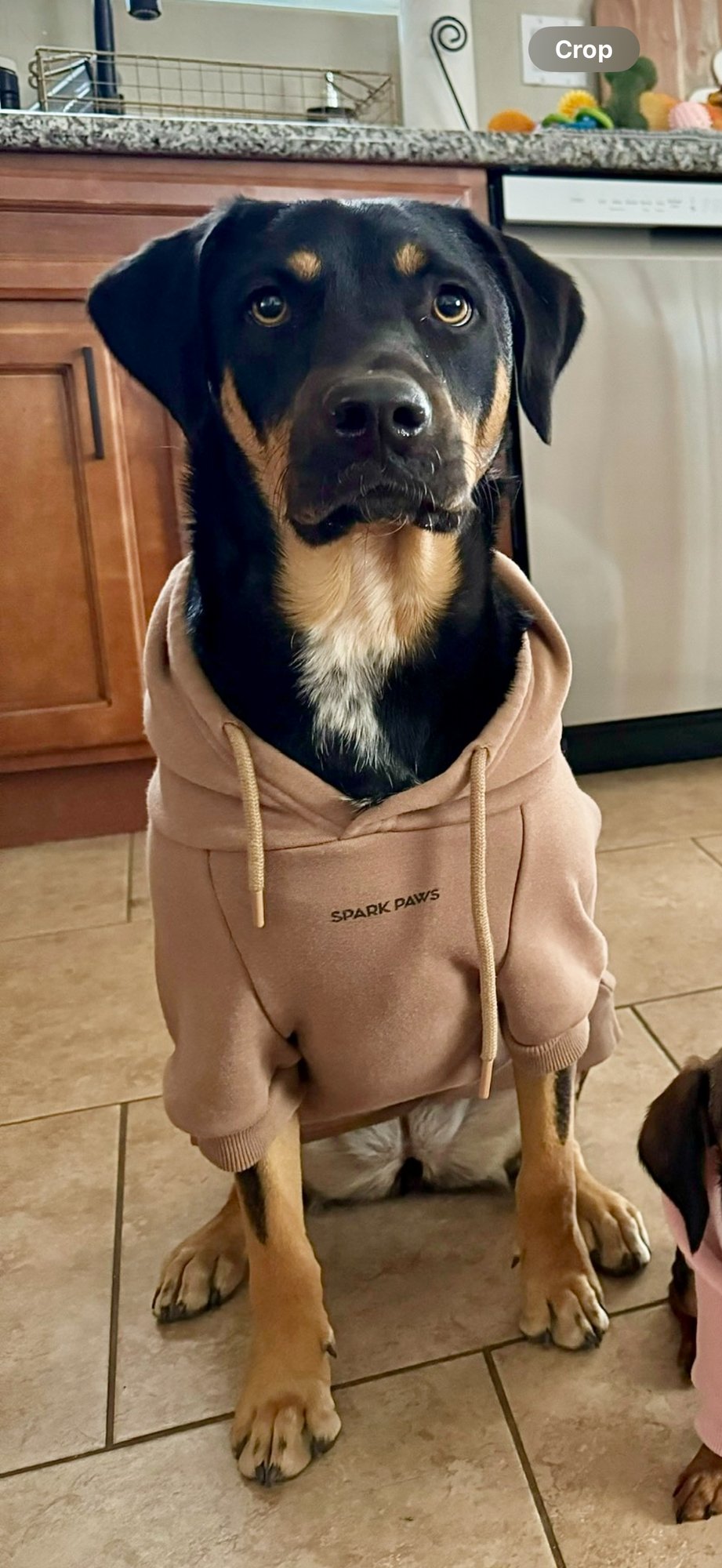 RILEY #13 - Labrador Retriever / Australian Shepherd available for adoption