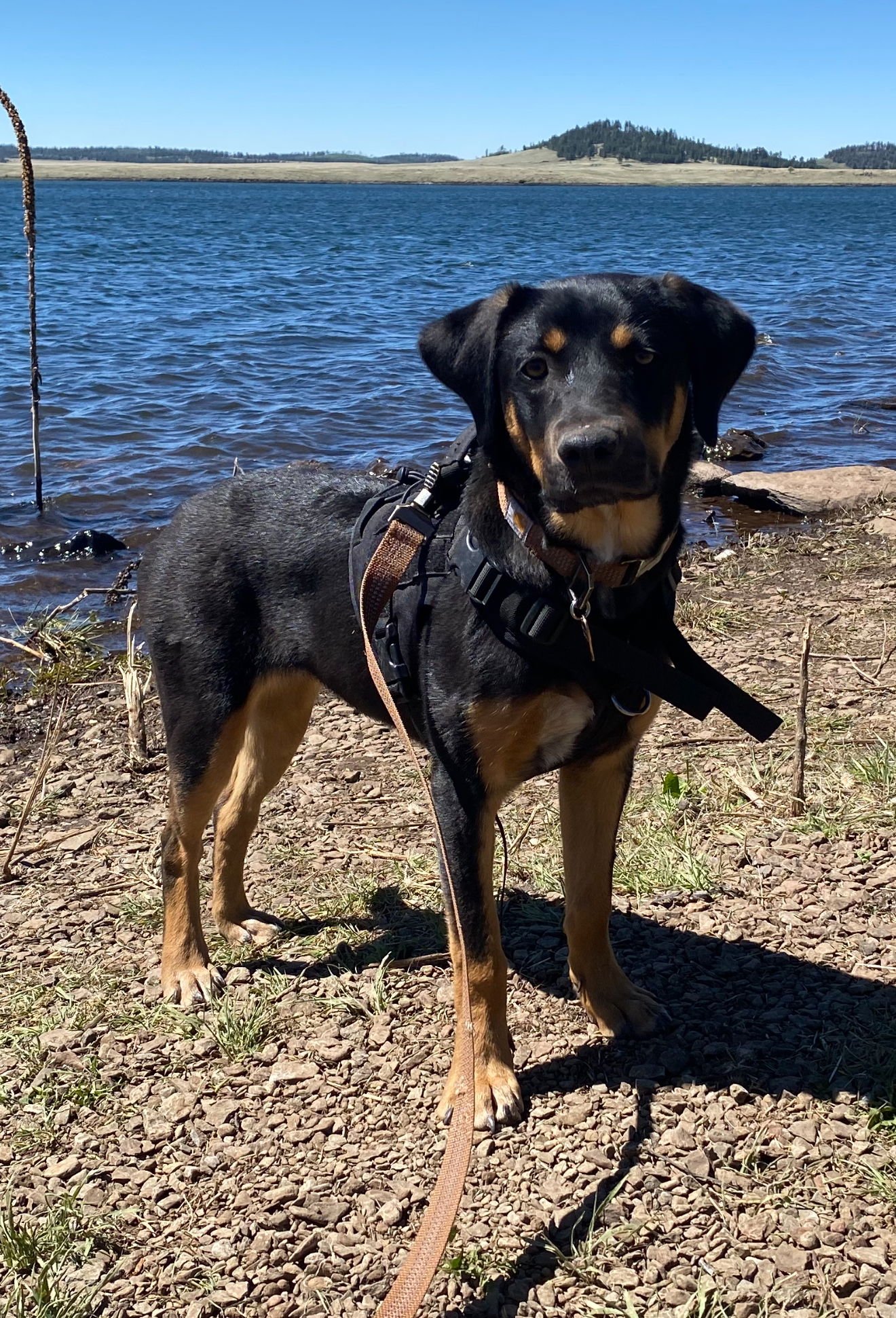 RILEY #13 - Labrador Retriever / Australian Shepherd available for adoption