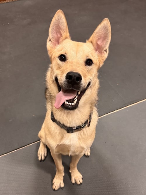 TAKA - Shepherd available for adoption