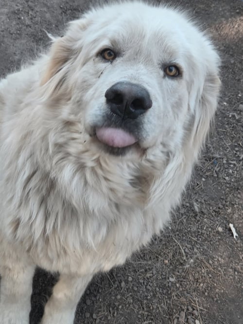 ASGEIR - Great Pyrenees / Anatolian Shepherd available for adoption