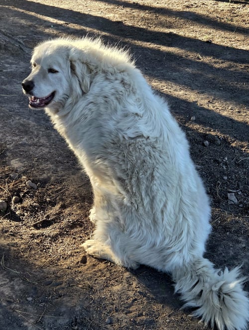 ASGEIR - Great Pyrenees / Anatolian Shepherd available for adoption