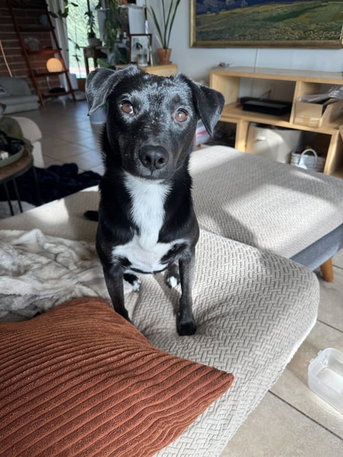BUG #2 - Terrier available for adoption