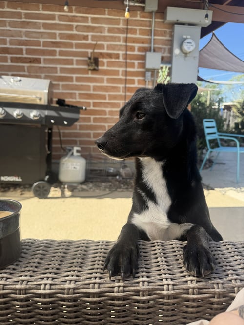 BUG #2 - Terrier available for adoption