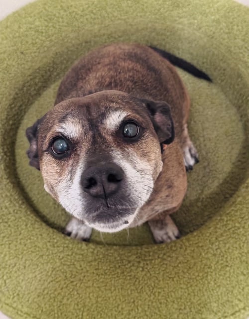 TIGER #3 - American Staffordshire Terrier / Dachshund available for adoption