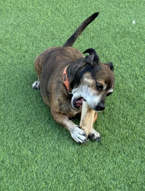 TIGER #3 - American Staffordshire Terrier / Dachshund available for adoption
