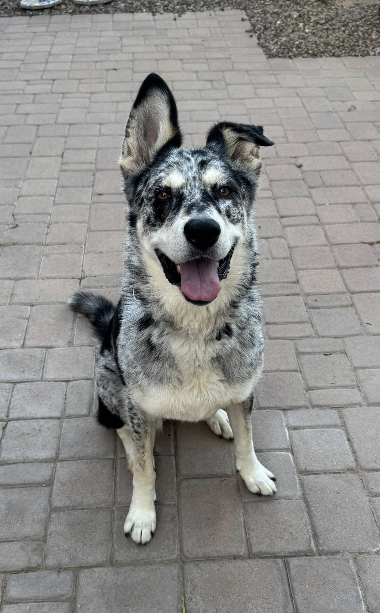 ATHENA #10 - Husky available for adoption