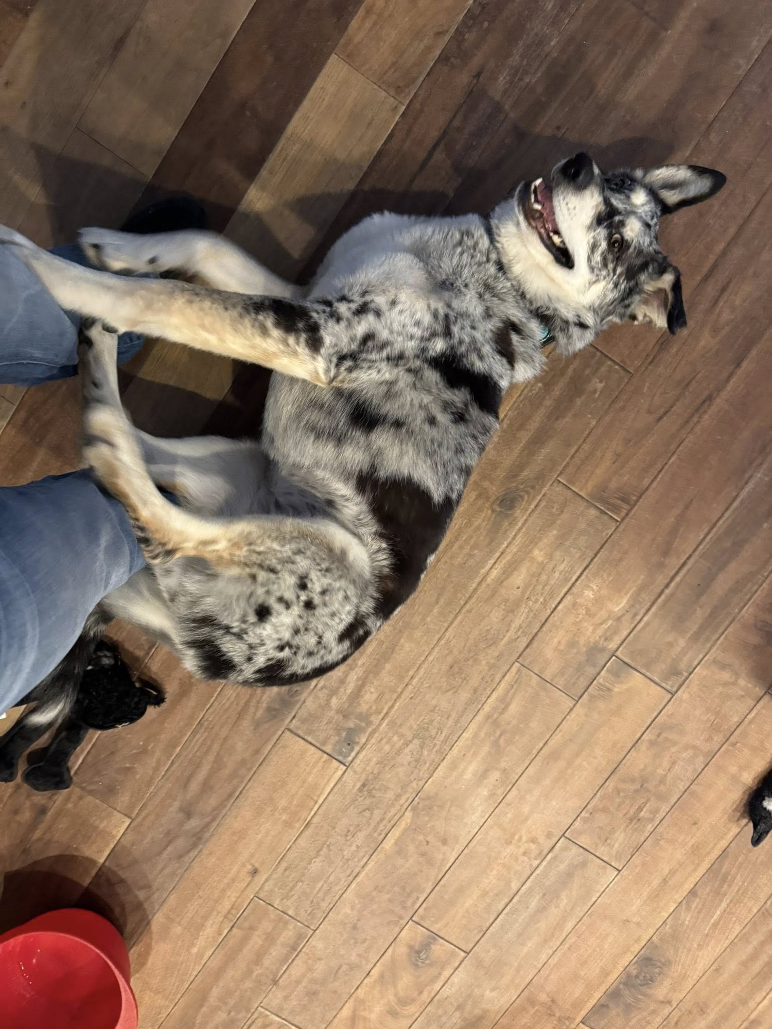 ATHENA #10 - Husky available for adoption