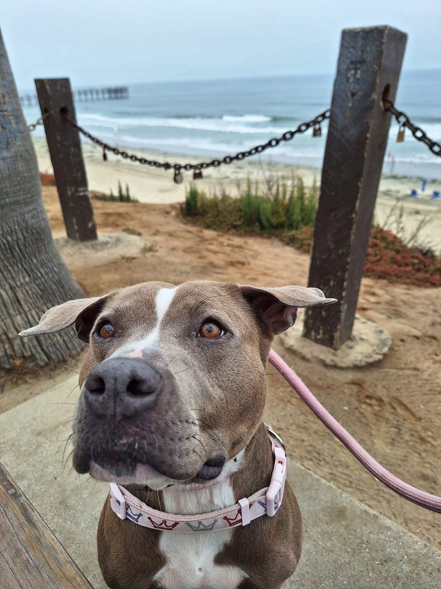 BONNIE #6 - American Pit Bull Terrier available for adoption