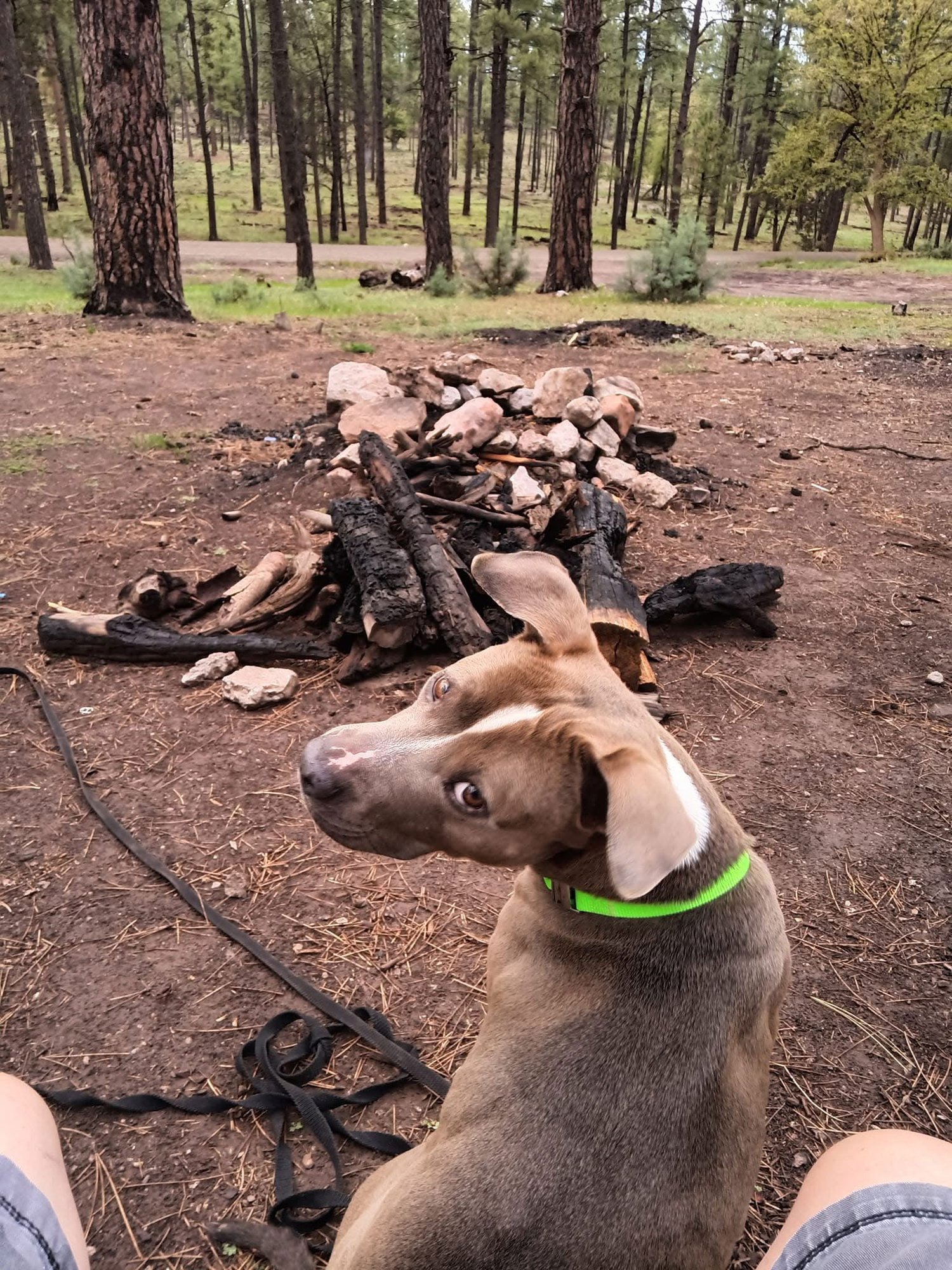 BONNIE #6 - American Pit Bull Terrier available for adoption