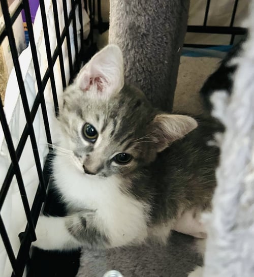 CUDDLES - Domestic Short Hair available for adoption